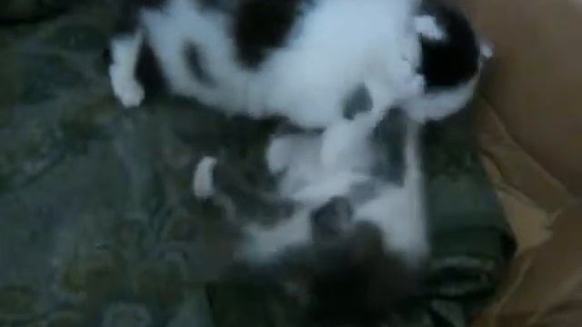 Котята выпускают коготки