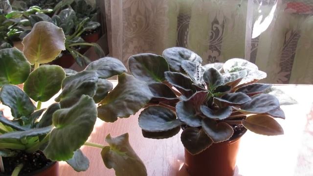 ПОЧЕМУ ФИАЛКИ НЕ ЦВЕТУТ ? ЗАЦВЕТУТ !!! смотреть онлайн