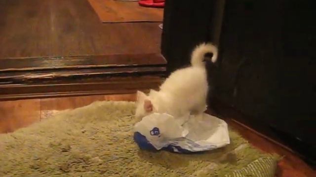 Котёнок мартын играется с пакетом смотреть онлайн