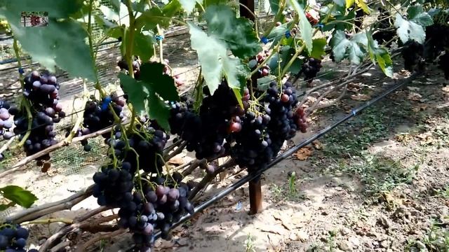 Виноград Рошфор на 30.07.2018 смотреть онлайн