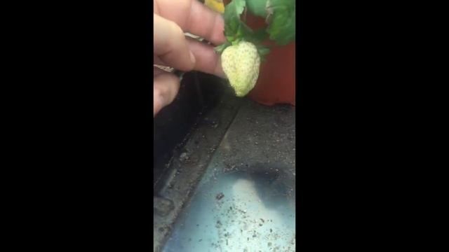 Новый Сорт Клубники из Италии смотреть онлайн