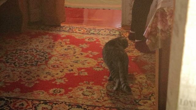 Скопинская райветстанция проводит бесплатную вакцинацию животных против бешенства.