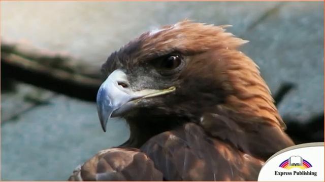 Excel 7 Module 1.The Flight of the Steppe Eagle смотреть онлайн
