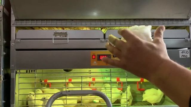 Вес в 25 дней техасский белый перепел смотреть онлайн
