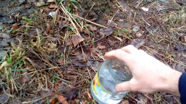 Грибные мечтатели