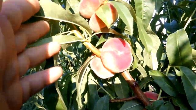 Персик инжирный сатурн