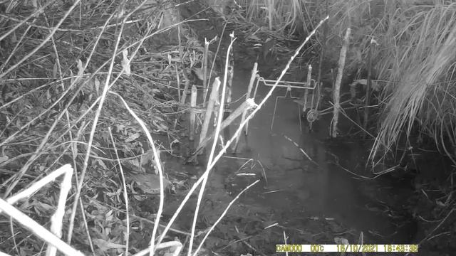 СУМЕРЕЧНЫЕ РАЗБОЙНИКИ. Дрозды небольшой стайкой попались в объектив фотоловушки. смотреть онлайн
