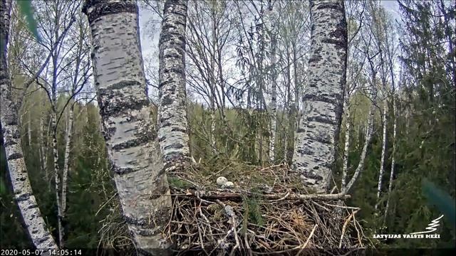 Peļu klijāni Aizkuja - 9 ēdamā piegādes un svešinieka padzīšana. 07.05.2020 смотреть онлайн