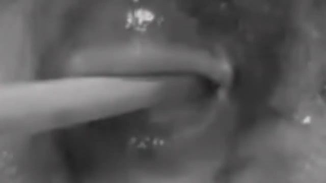 Рыба фугу ест морковь и при этом исполняет тему Жорно Жованны Мафиозника смотреть онлайн