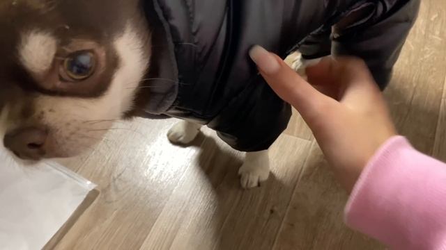 ЗИМНИЙ ВЛОГ?|| последняя неделя года || закрываем долги по учебе || идеи для подарков смотреть онлайн