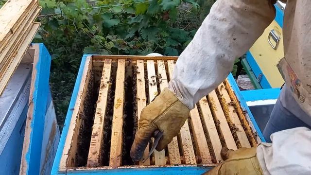 Как готовить пчел к зимовке. Первое сокращение гнезда. Закармливание. смотреть онлайн