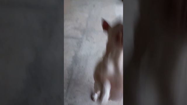 Любимая игра Бонки. Тянем - потянем смотреть онлайн