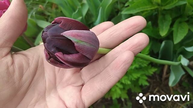 Тюльпаны "Грин Стар", "Чёрный Герой" и другие. смотреть онлайн