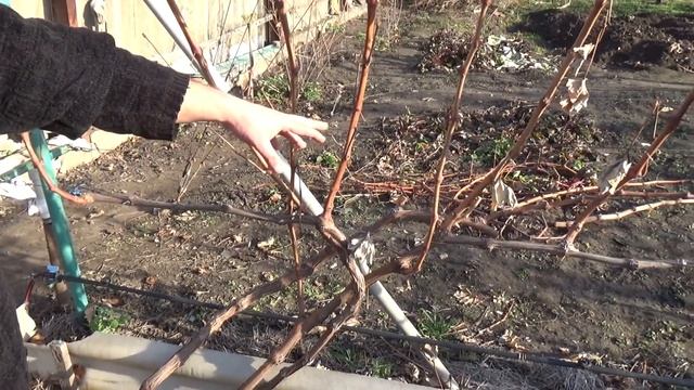 Обрезка винограда первая часть смотреть онлайн