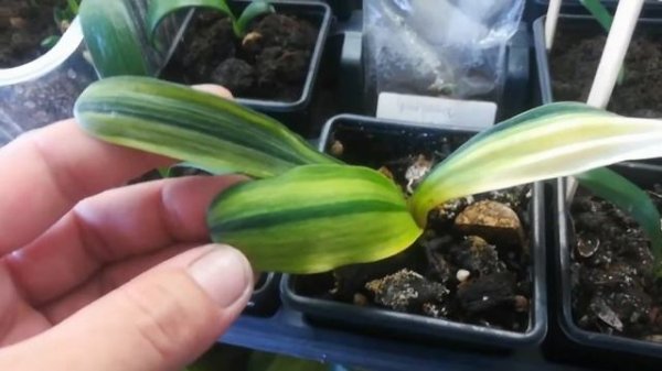 Clivia. Кливии, сеянцы, уход.