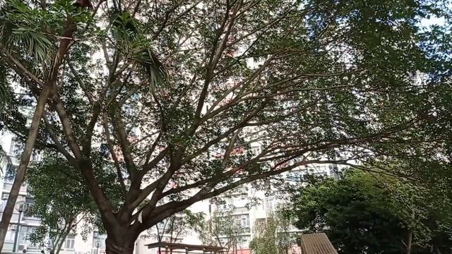 Chinese Banyan Trees смотреть онлайн