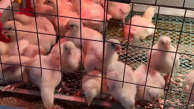 Дачный влог.С1го по 5е июля.(первый урожай капусты,ягоды,опять ген.уборка) смотреть онлайн