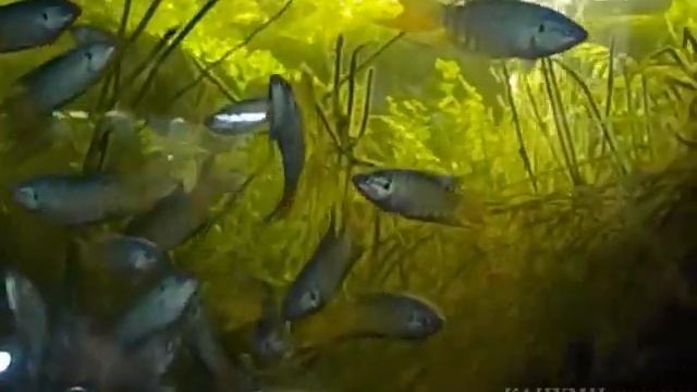 Macropodus opercularis/ Райская рыбка/ Paradise fish/ タイワンキンギョ смотреть онлайн