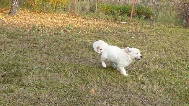 Щенки Золотистого ретривера. Питомник Чевис Смайл. 1,5 месяца.