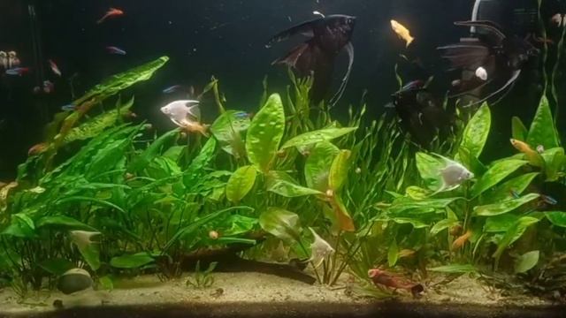 Обзор аквариума на 100 литров.100 liter aquarium review. смотреть онлайн