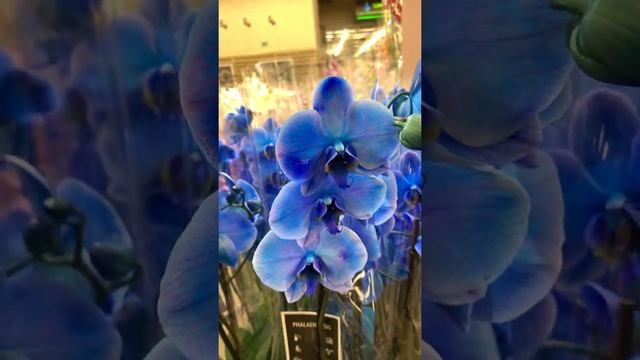 Фаленопсис королевский Голубой 2ст смотреть онлайн