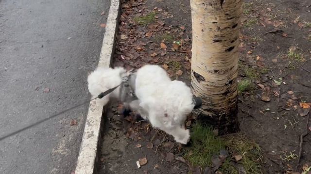 ленивый VLOG на осенних каникулах смотреть онлайн