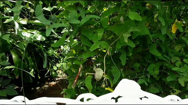 Первоцветы и другие весенние цветы на острове цветов Mainau, середина апреля 2023 смотреть онлайн