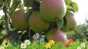 Груша десертная Россошанская ? Обзор: посадка и уход. крупномеры груши: описание и особенности