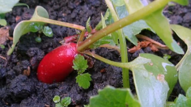 Что можно посадить в августе. ч.1. смотреть онлайн