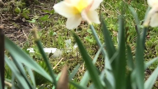 28-29 05 2022г кальциевая селитра-применение дача под Архангельском смотреть онлайн