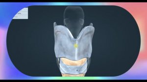 Строение гортани человека . Анатомия человека в 3 Д атласе.