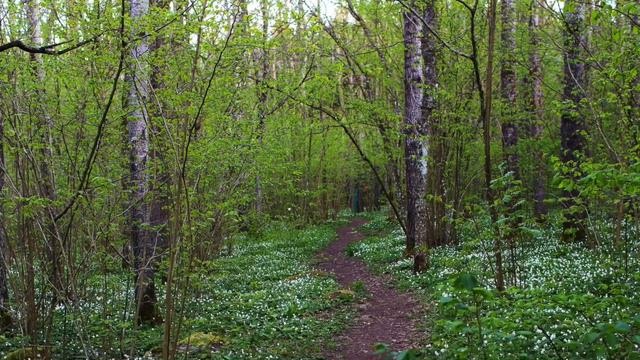 Sommarhälsning från Ekeby-Prismakören смотреть онлайн