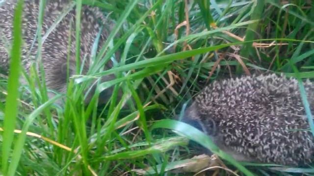 Ежики в нашем саду смотреть онлайн