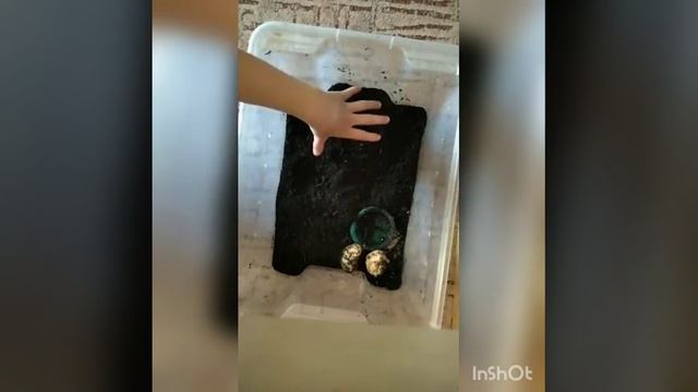 Мои улитки Ахатины🐌❤️ смотреть онлайн