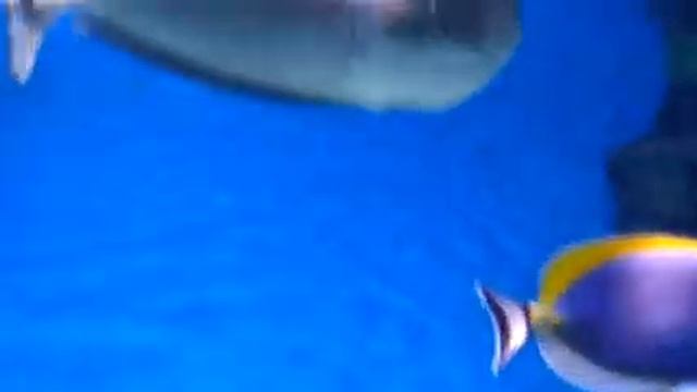 Белые рыбки с носами или бровями смотреть онлайн