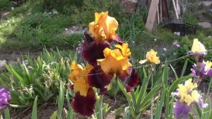 Новые сорта Ирисов в нашем питомнике.