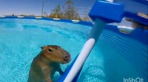 Капибара песня.