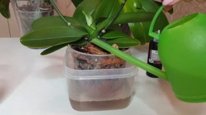 Грибы в горшке орхидеи || Полив орхидей с перекисью водорода || Первый полив орхидей после пересадк