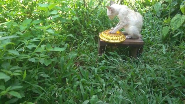 Cute Kitten Videos (p9)