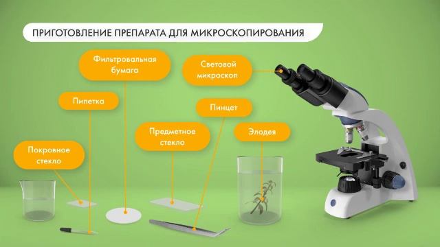 Увеличительные приборы: лупа и микроскоп смотреть онлайн