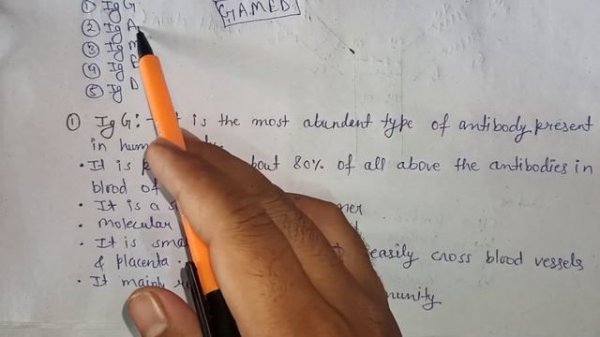 Structure of Immunoglobulin