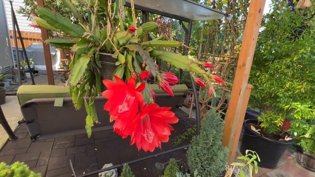 Disocactus x hybridus (orchid cactus) смотреть онлайн