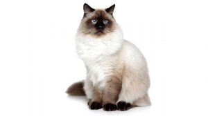 Поющие коты