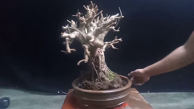Emergency Repotting | Ficus concinna bonsai смотреть онлайн