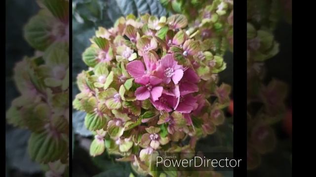 Гортензия крупнолистная сорт Рембрандт Верде. Советы по уходу и где можно приобрести в описании ? смотреть онлайн