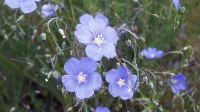 Сибирский ленок.Поёт Светлана Дятел. смотреть онлайн