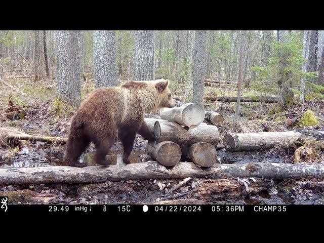 Browning Spec Ops Elite HP4 #18 Солонец №5 Медведь смотреть онлайн