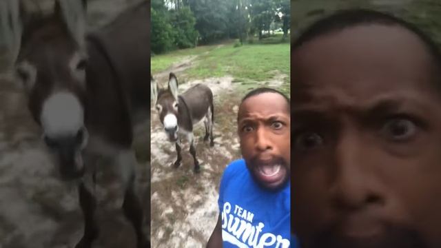Donkey sings The Lion King for the WIN! смотреть онлайн