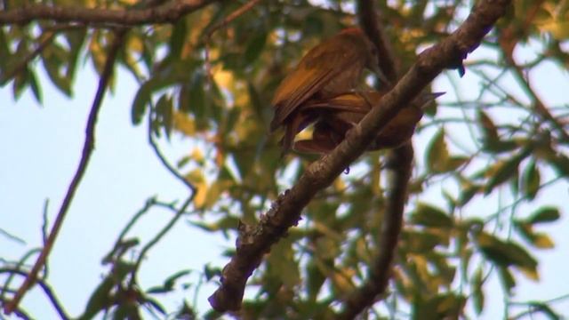 Carpintero oliva chico (Veniliornis passerinus) Pareja copulando смотреть онлайн