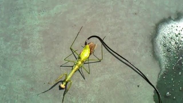 Паразит Spinochordodes tellinii управляет своим хозяином смотреть онлайн